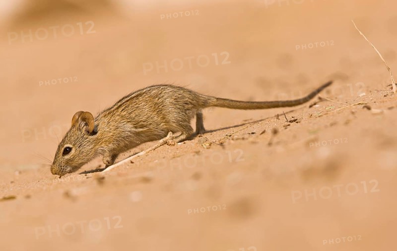 Four-striped Grass Mouse