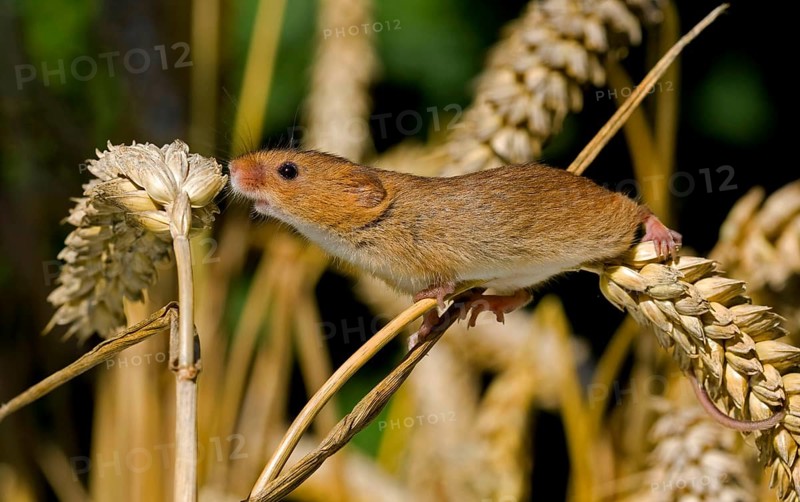 Dwarf Mouse