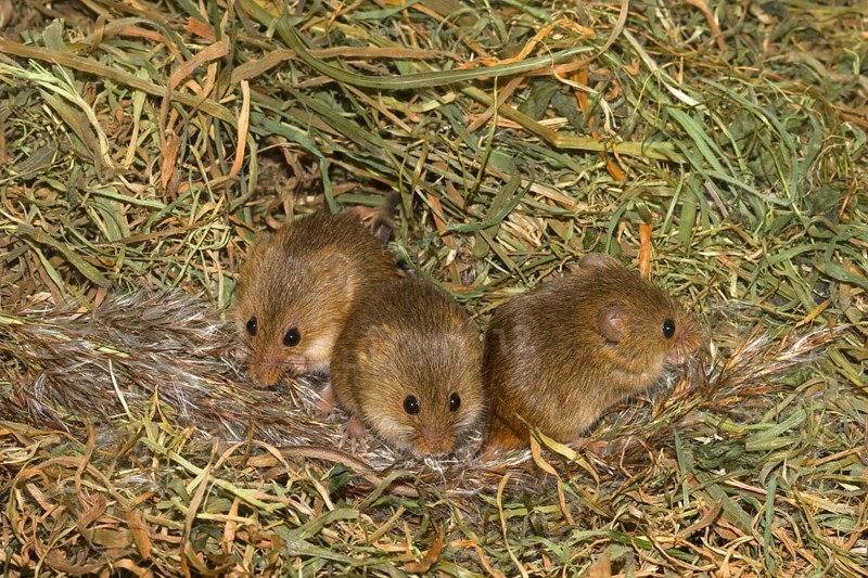 Dwarf Mouse