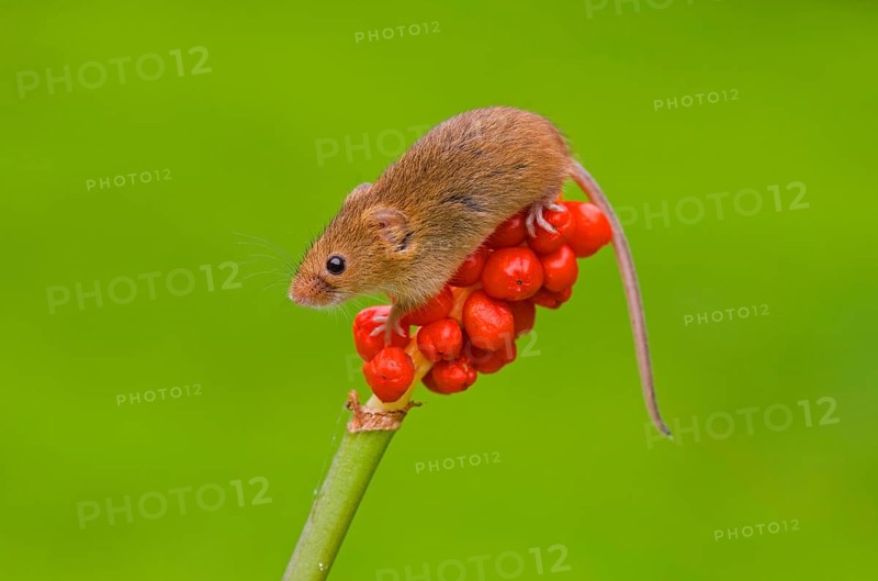 Dwarf Mouse