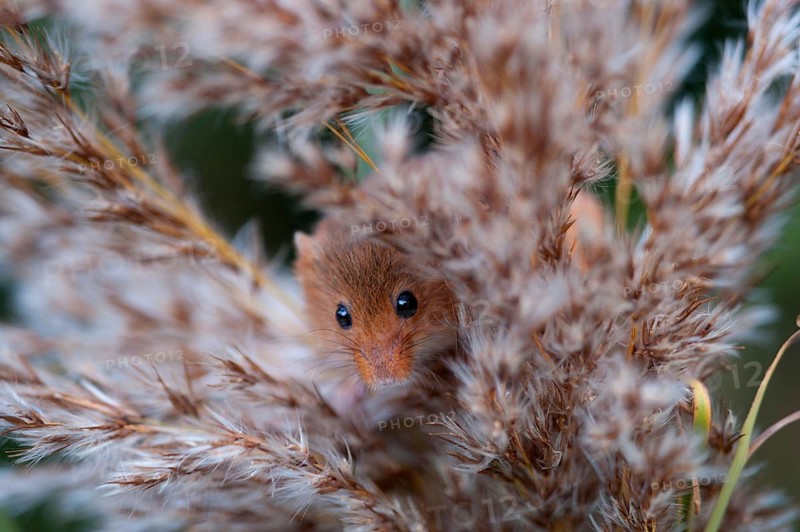 Harvest Mouse