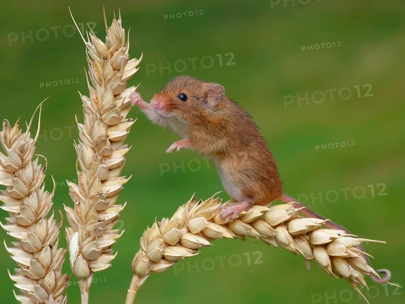 Dwarf Mouse