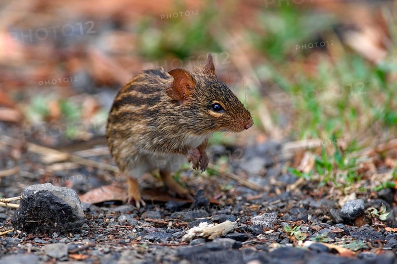 Striped Grass Mouse