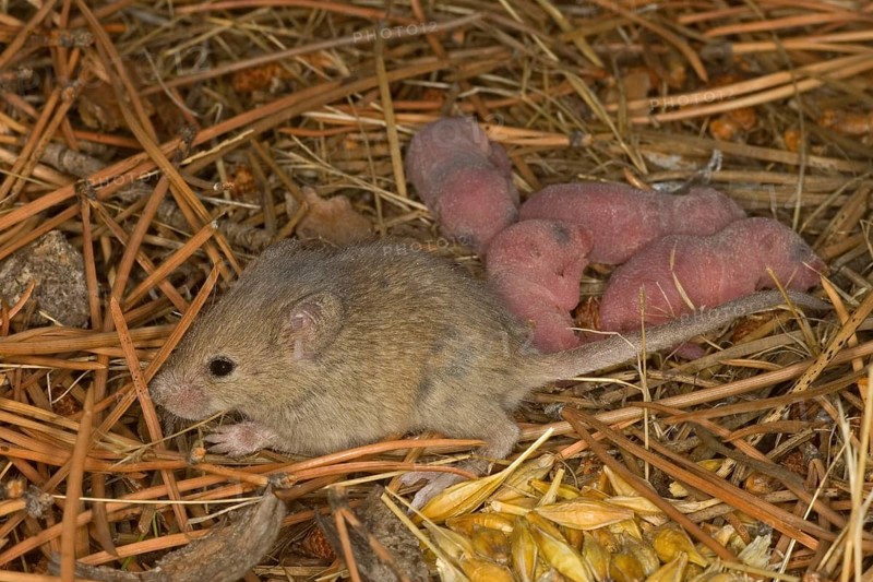 House mouse
