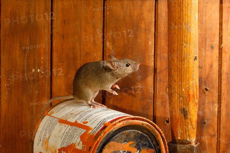 House Mouse
