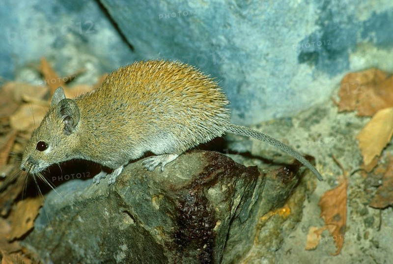 Golden Spiny Mouse