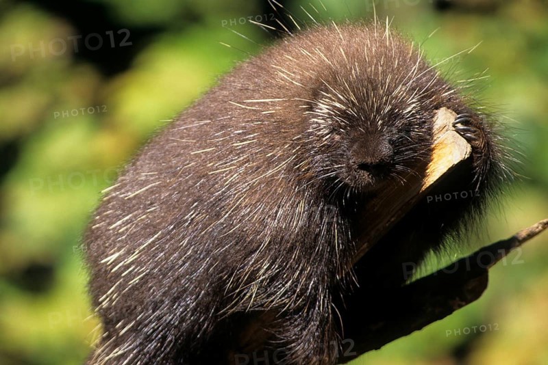 Sumatran porcupine