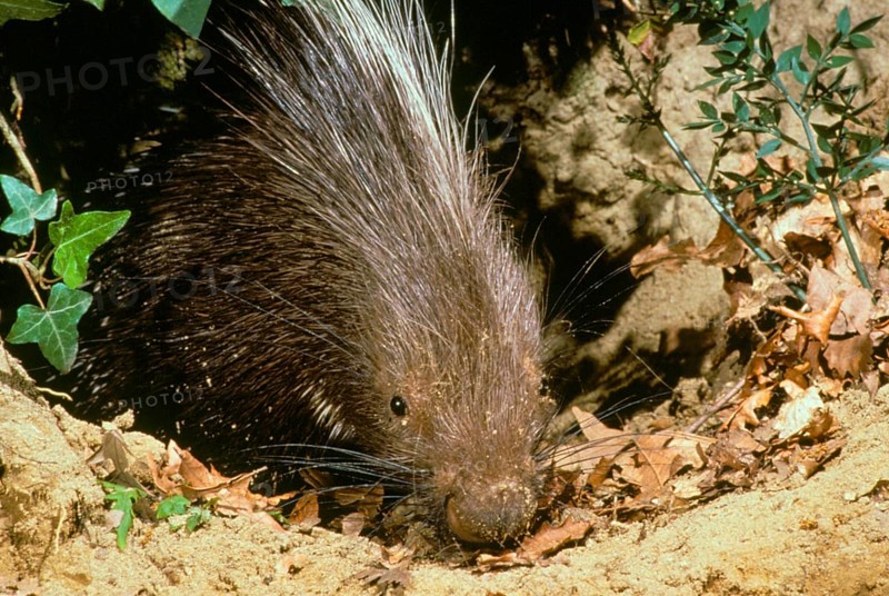 Crested porcupine