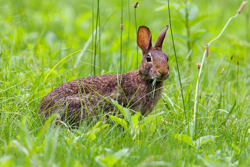 Eastern Cottontail