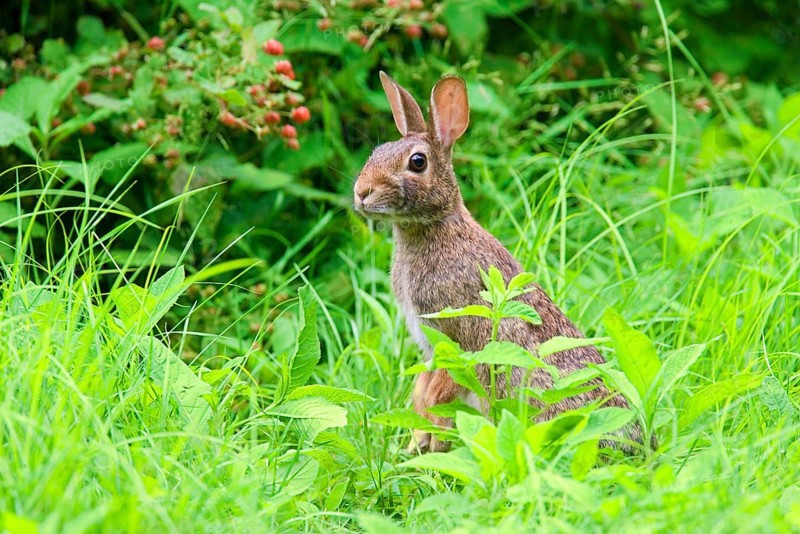 Eastern Cottontail