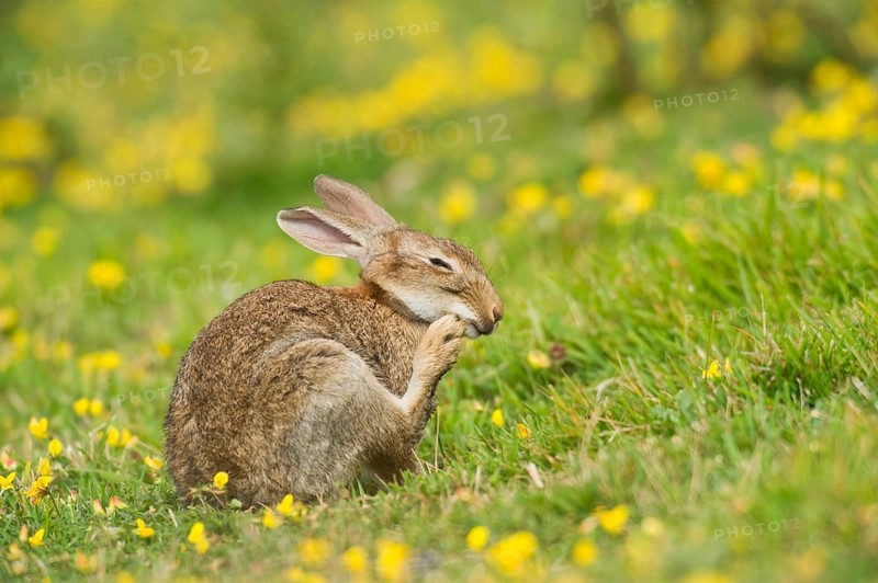 European rabbit