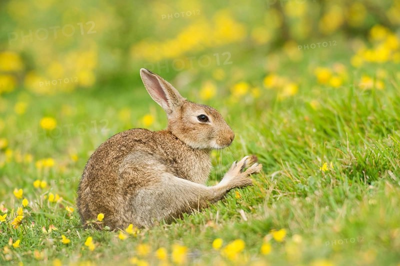 Adult european rabbit