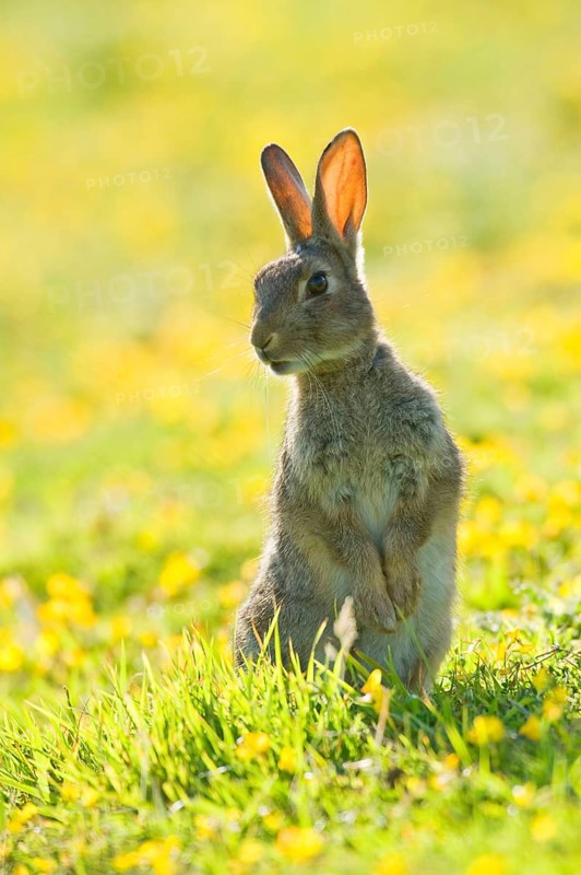 European rabbit