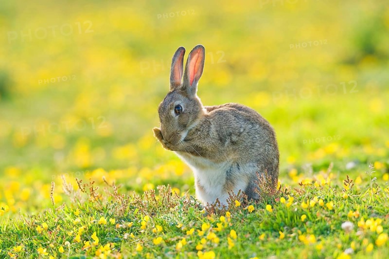 European rabbit