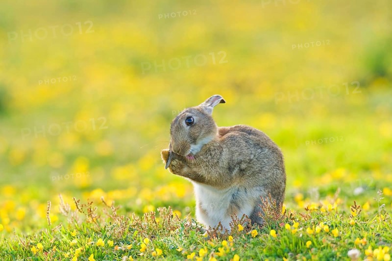 European rabbit