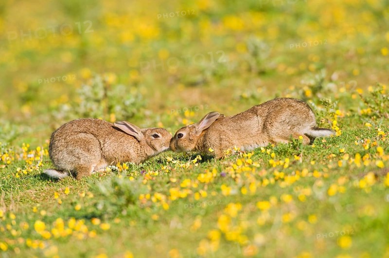 European rabbit