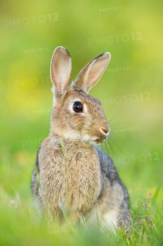 European rabbit