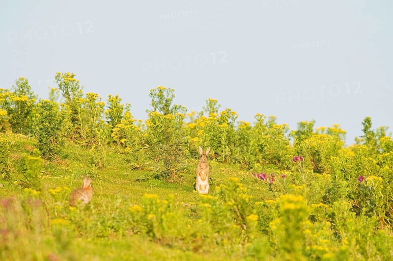 European Rabbit