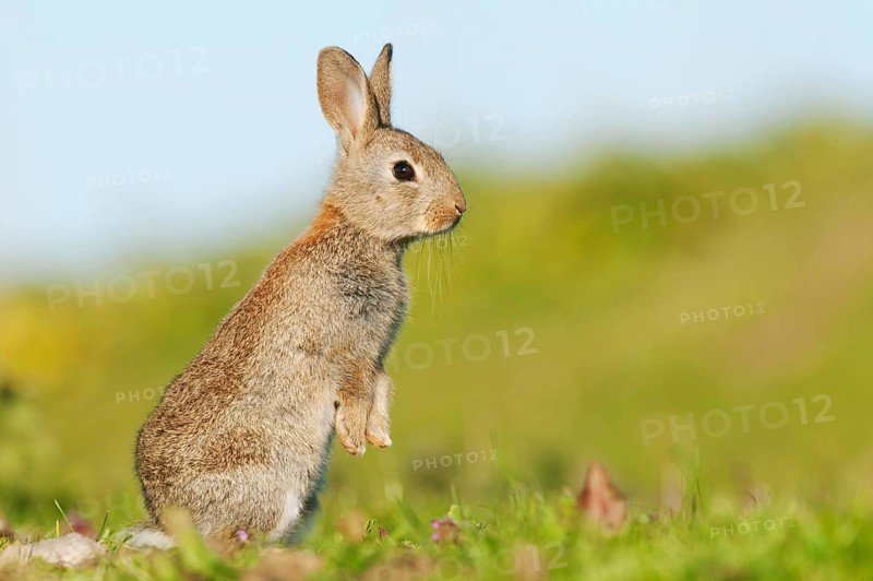 European rabbit