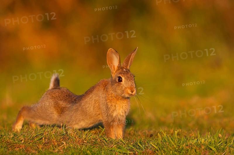 European rabbit