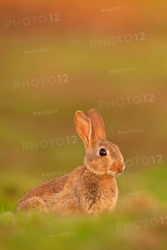 European rabbit