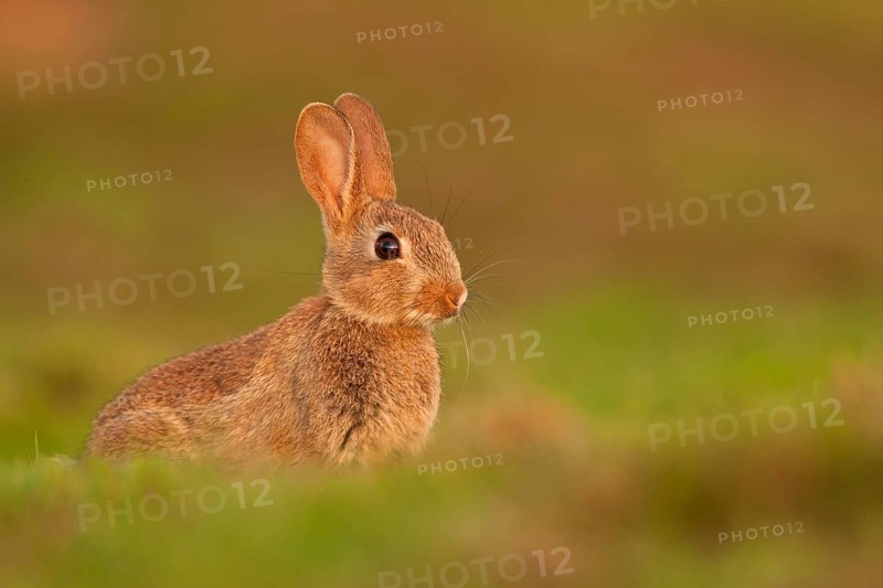 European rabbit
