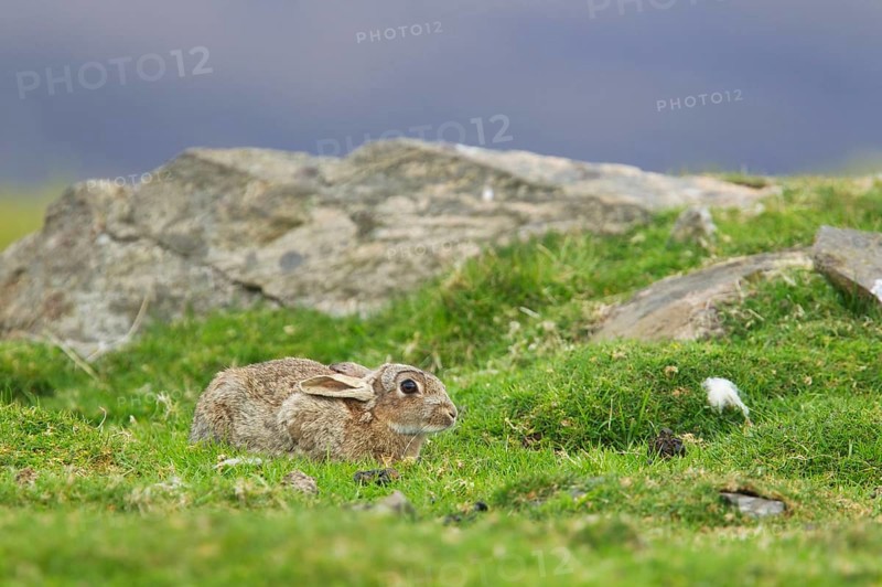 Adult european rabbit