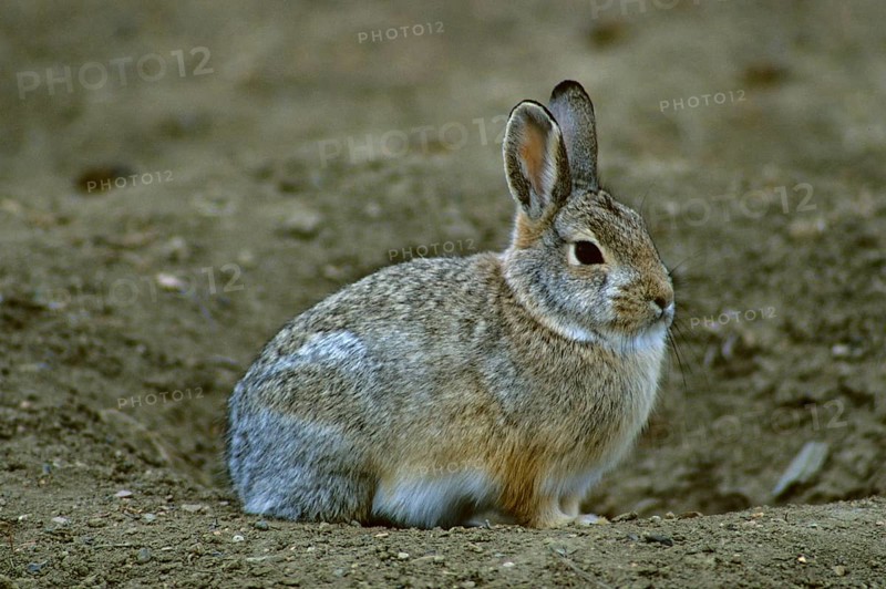 Mountain cottontail