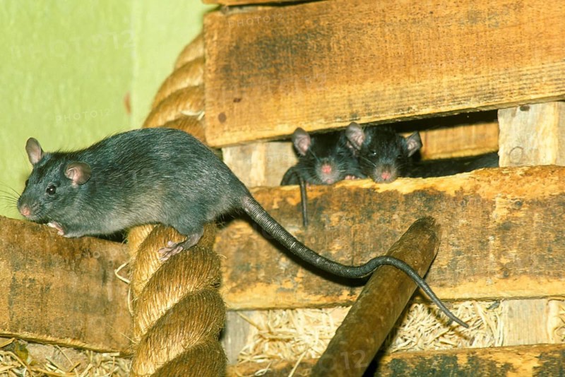 House rat