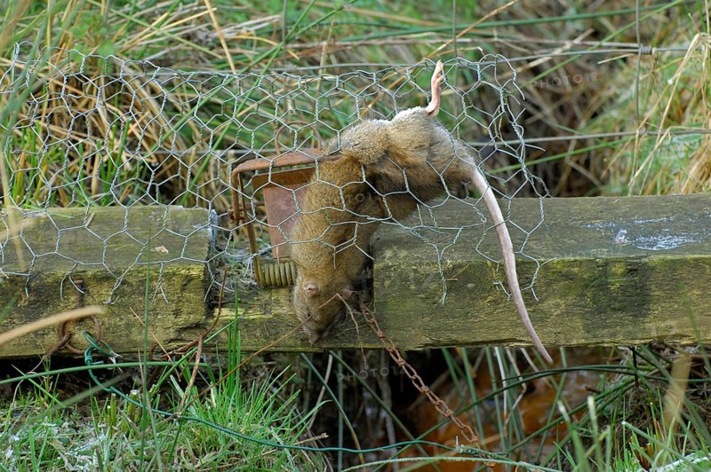 Norway rat