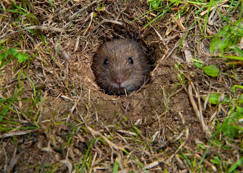 Forest vole