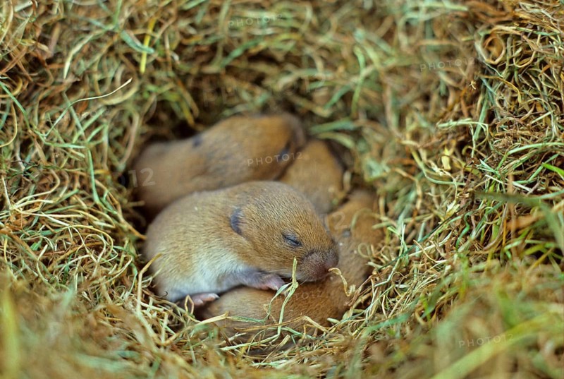 Field vole