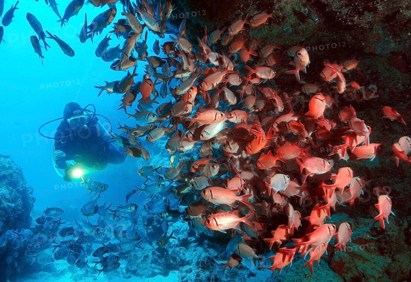 Jacobus soldierfish