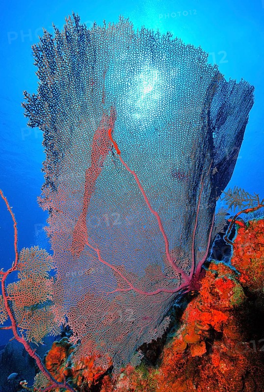 Caribbean fan coral