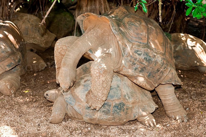 Aldabra giant tortoise