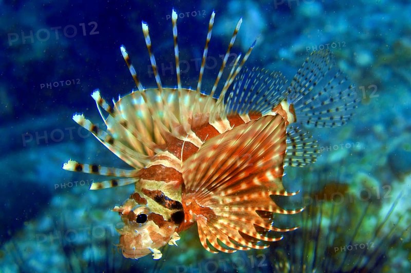 Zebra turkeyfish