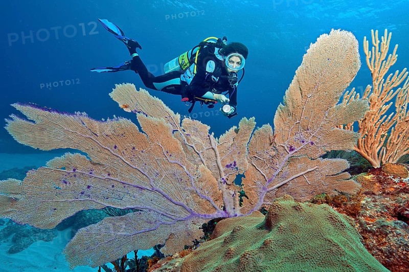 Diver and Caribbean common sea fan
