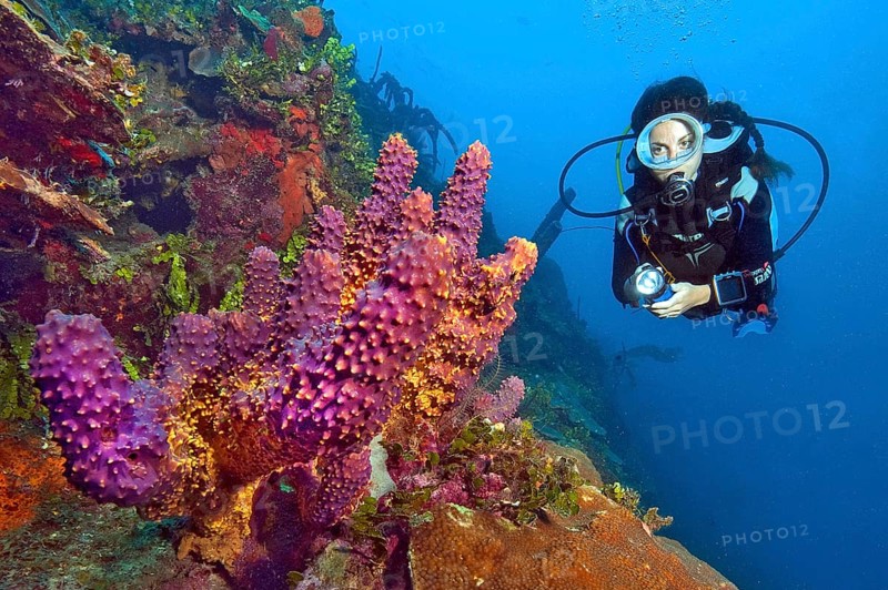 Diver and branching tube sponge