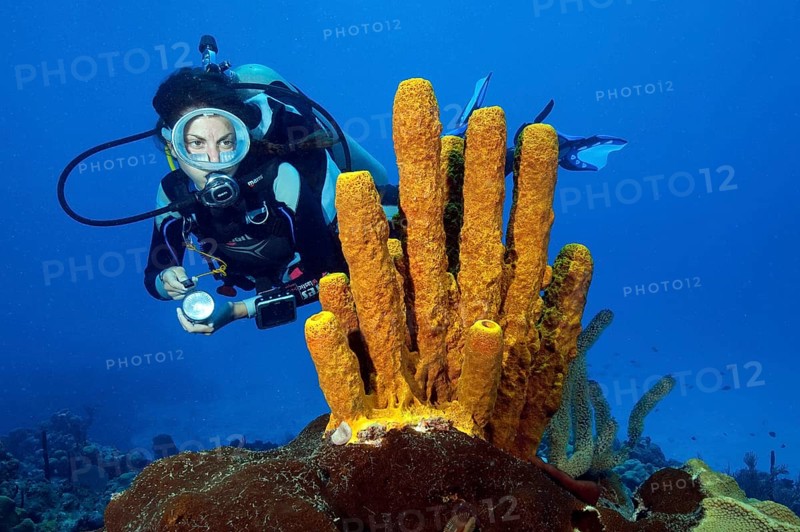 Diver and yellow-green candle sponge