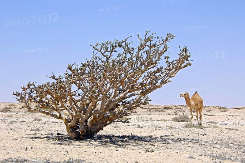 Frankincense