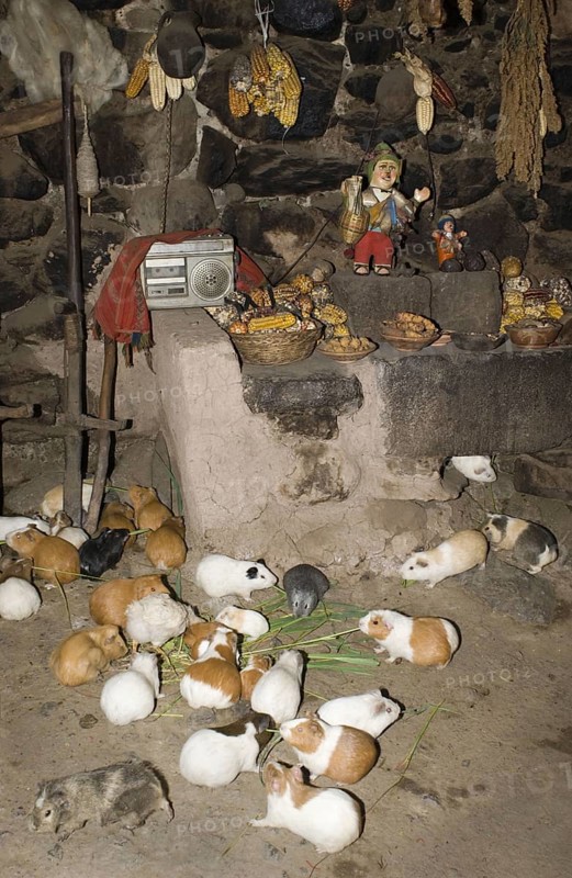Guinea Pig pigs in house for meat