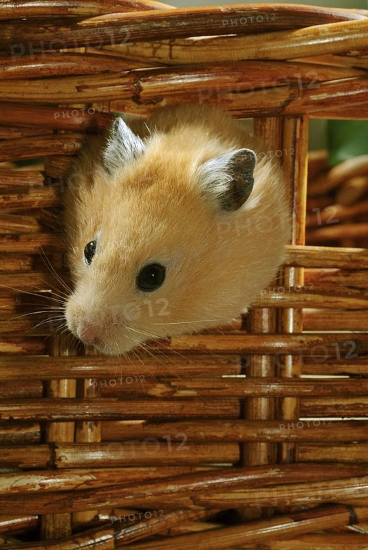 Native golden hamster