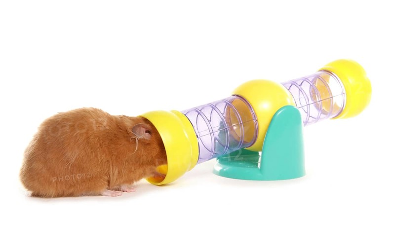 Golden hamster with toy