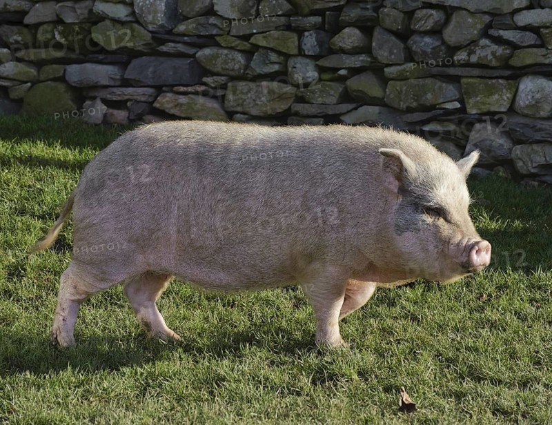 Mini Pig
