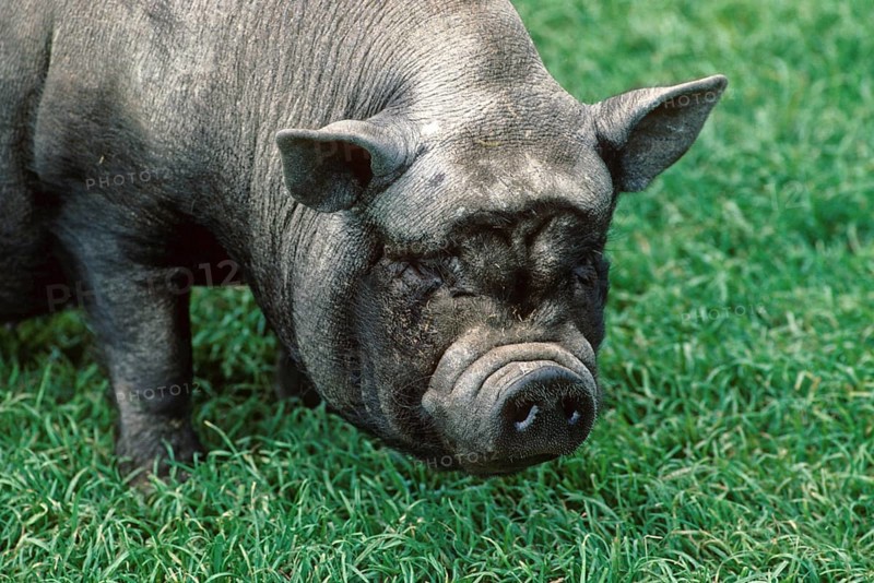 Vietnamese pot-bellied pig