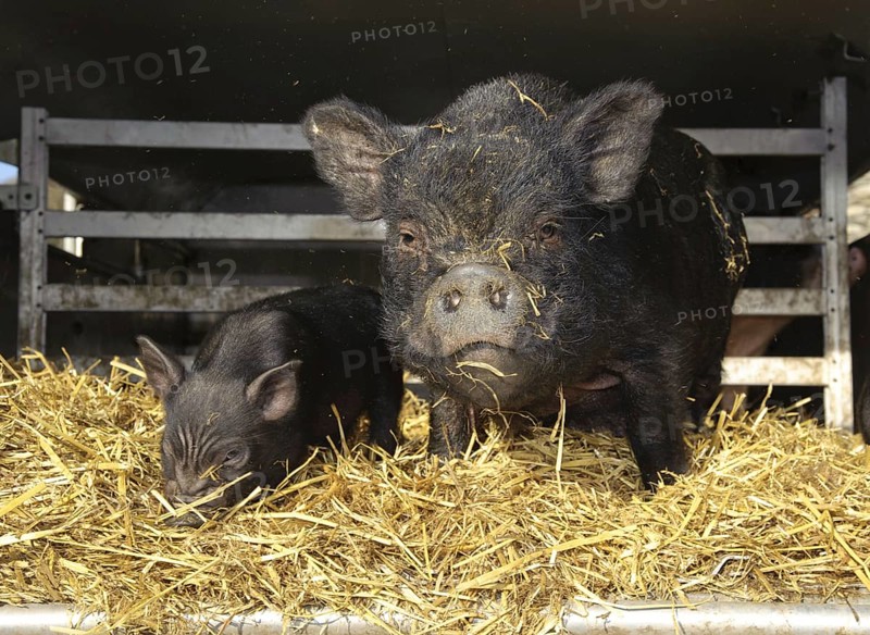 Vietnamese pot-bellied pigs