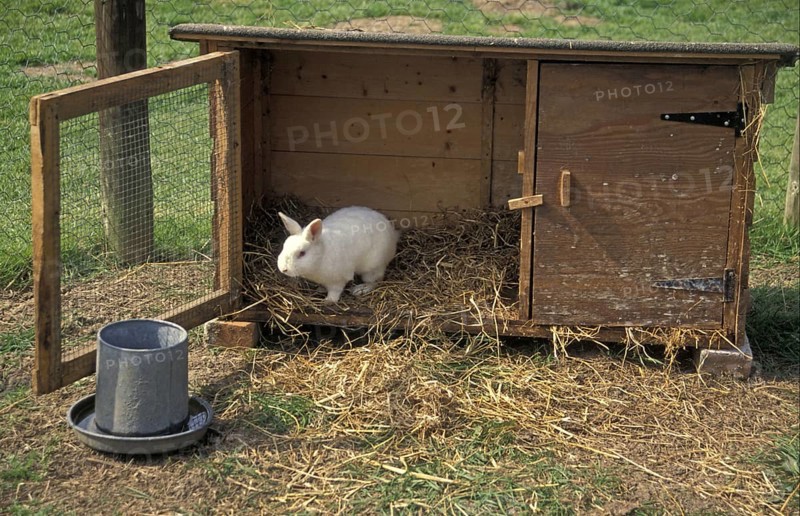House rabbit