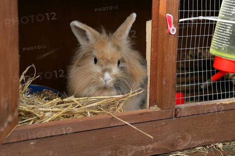 Lion's Maned Dwarf Rabbit