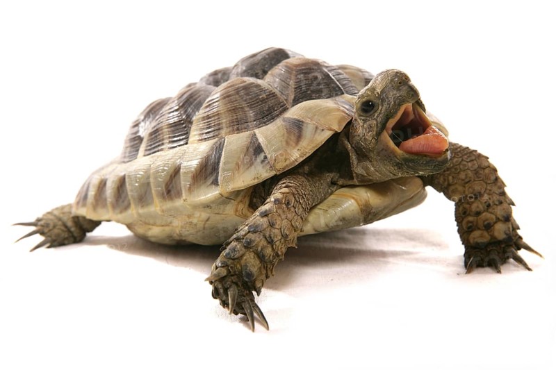 Hermann's tortoise