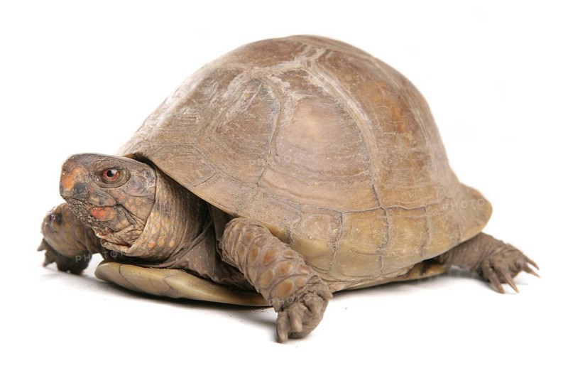 Three-toed box turtle